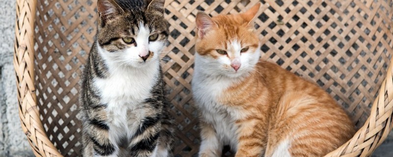 饲养猫咪一年四季要注意什么，春季为它绝育可以减少很多麻烦
