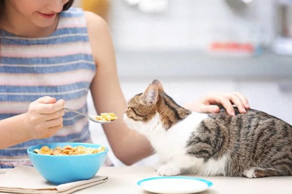 猫咪便秘如何解决，可以喂食益生菌