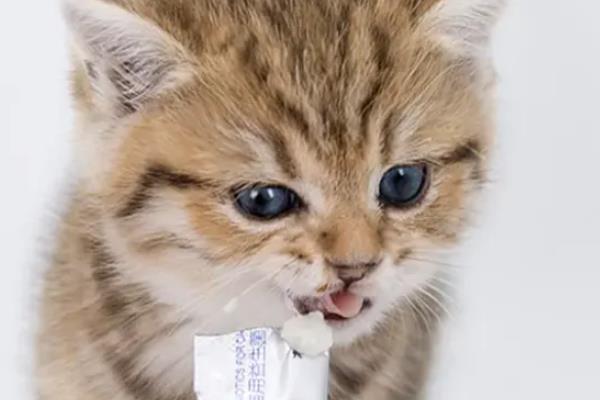 猫咪便秘如何解决，可以喂食益生菌