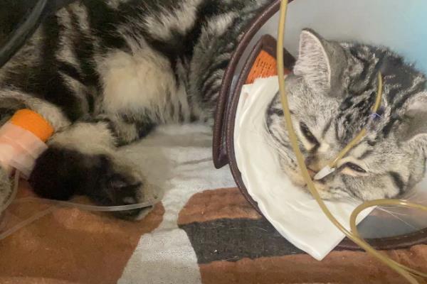 猫咪便秘如何解决，可以喂食益生菌