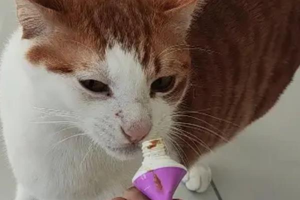 猫咪便秘如何解决，可以喂食益生菌