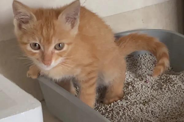 猫咪便秘如何解决，可以喂食益生菌