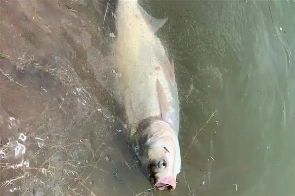 钓鲢鳙用几号钩，根据鲢鳙大小调整鱼钩型号