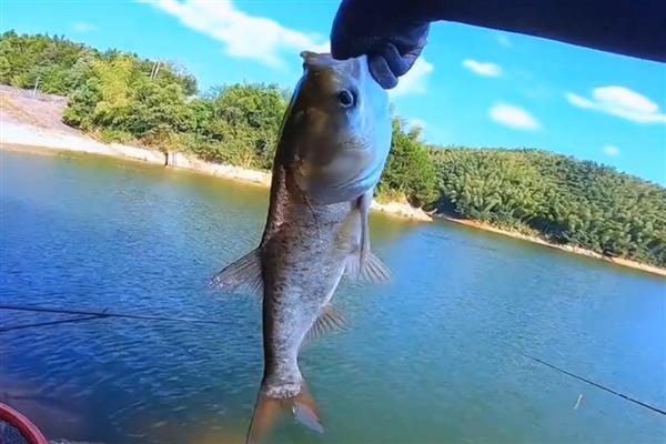 钓鲢鳙用几号钩，根据鲢鳙大小调整鱼钩型号