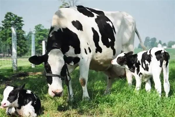 奶牛有没有公吗，奶牛有公的