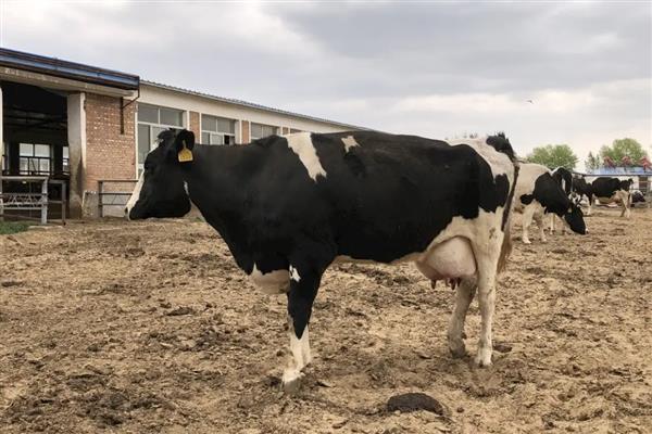 奶牛有没有公吗，奶牛有公的