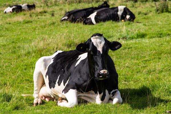 奶牛有没有公吗，奶牛有公的