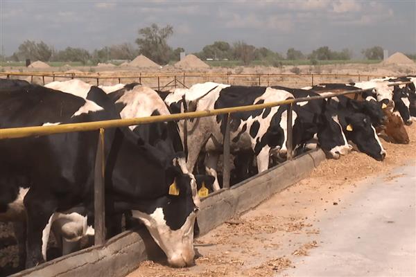 奶牛有没有公吗，奶牛有公的