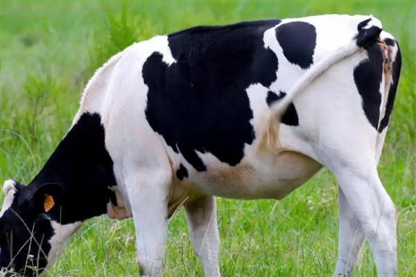 奶牛有没有公吗，奶牛有公的