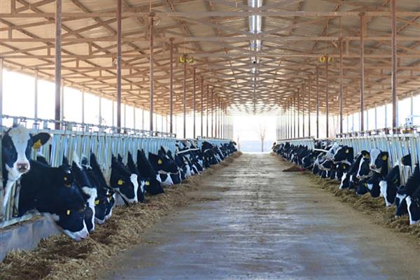 奶牛有没有公吗，奶牛有公的