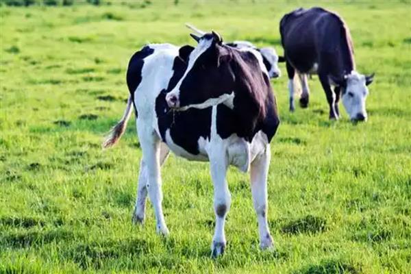 奶牛有没有公吗，奶牛有公的