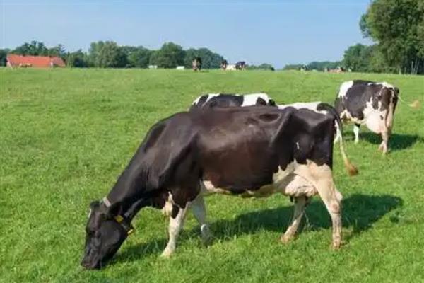 奶牛有没有公吗，奶牛有公的