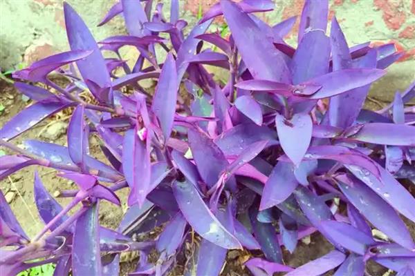 紫鸭跖草叶子反卷枯萎怎么办,要注意保持温暖环境