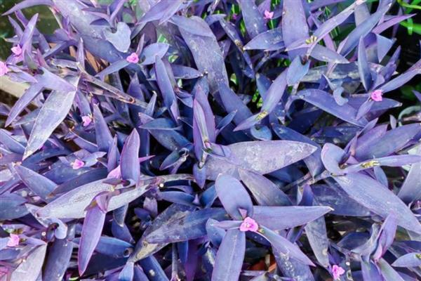 紫鸭跖草叶子反卷枯萎怎么办,要注意保持温暖环境