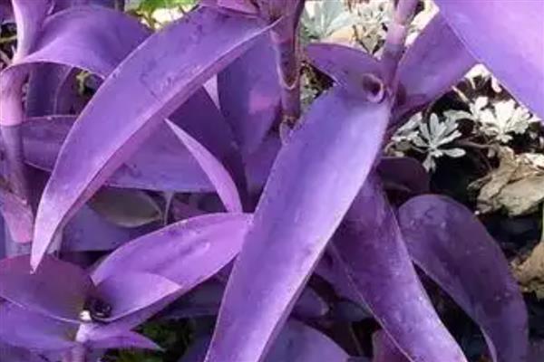 紫鸭跖草叶子反卷枯萎怎么办,要注意保持温暖环境