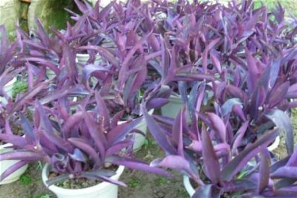 紫鸭跖草叶子反卷枯萎怎么办,要注意保持温暖环境