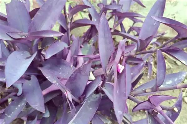 紫鸭跖草叶子反卷枯萎怎么办,要注意保持温暖环境