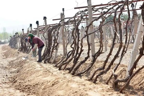 葡萄的防寒措施,可埋土防寒