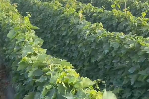 葡萄的防寒措施,可埋土防寒