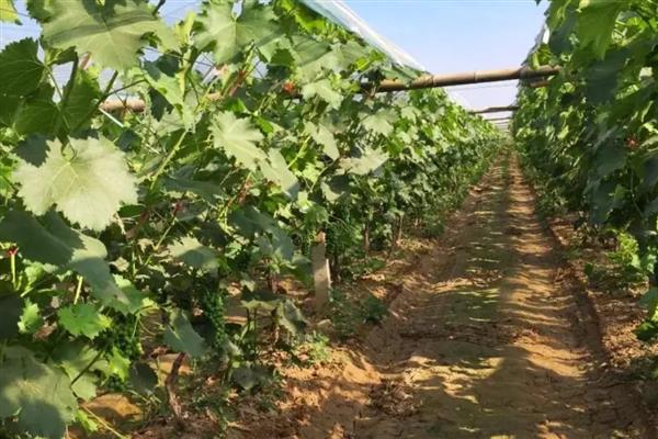 葡萄的防寒措施,可埋土防寒
