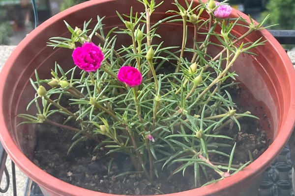 太阳花如何浇水，不同季节的浇水方法不同