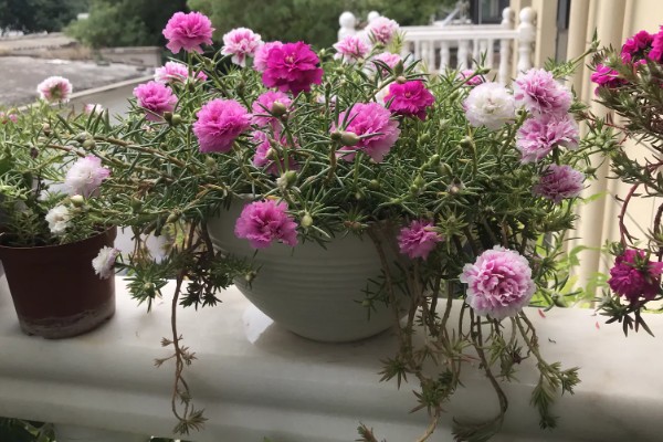 太阳花如何浇水，不同季节的浇水方法不同