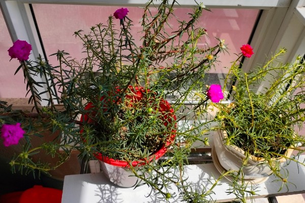 太阳花如何浇水，不同季节的浇水方法不同