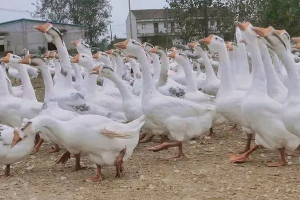 三花鹅养几个月会下蛋，养一年左右才会产蛋