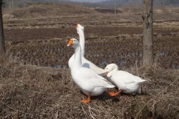 三花鹅养几个月会下蛋，养一年左右才会产蛋