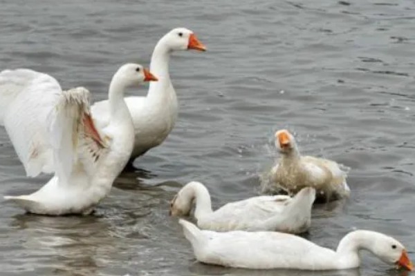 三花鹅养几个月会下蛋，养一年左右才会产蛋