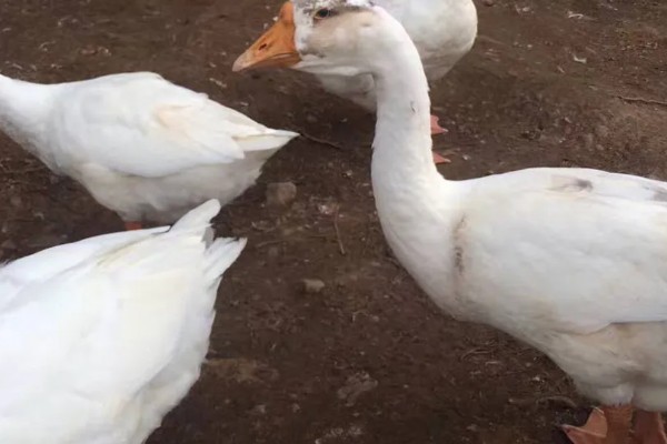 三花鹅养几个月会下蛋，养一年左右才会产蛋