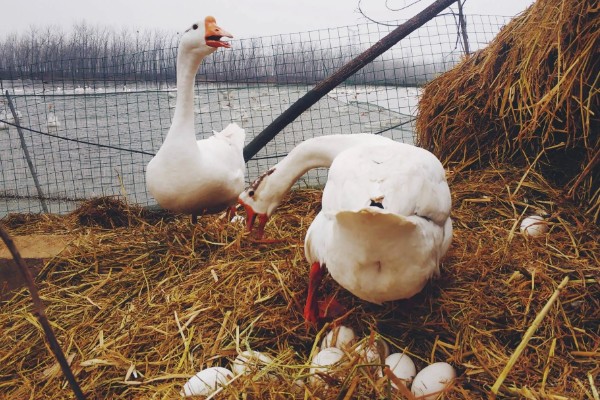 三花鹅养几个月会下蛋，养一年左右才会产蛋