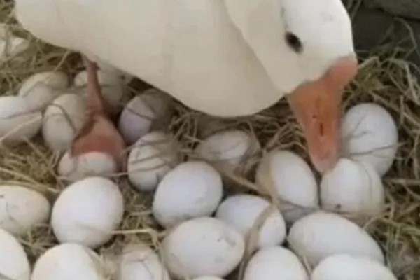 三花鹅养几个月会下蛋，养一年左右才会产蛋