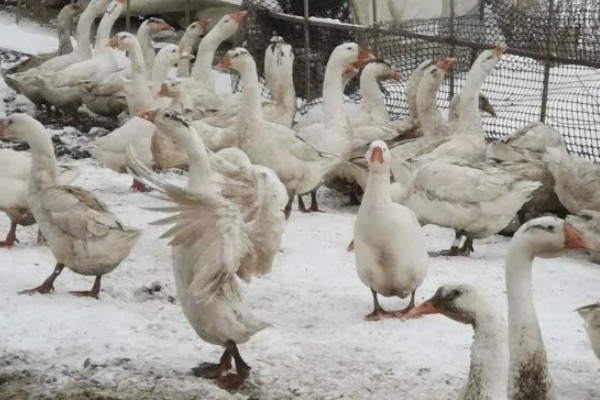 三花鹅养几个月会下蛋，养一年左右才会产蛋