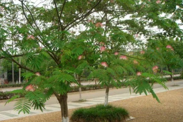 合欢树与芙蓉树的区别，二者没有区别