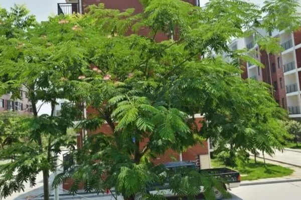 合欢树与芙蓉树的区别，二者没有区别