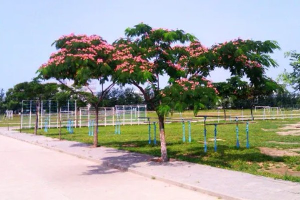 合欢树与芙蓉树的区别，二者没有区别