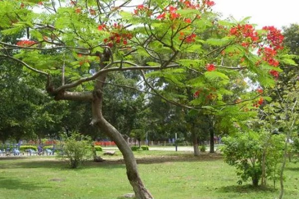合欢树与芙蓉树的区别，二者没有区别