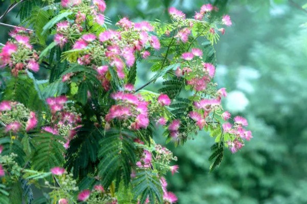 合欢树与芙蓉树的区别，二者没有区别