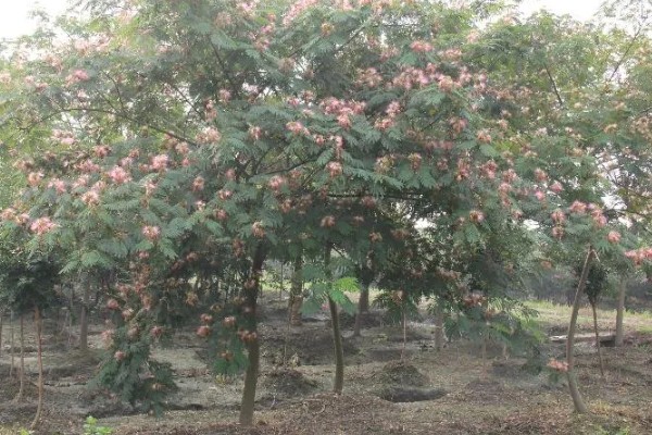 合欢树与芙蓉树的区别，二者没有区别