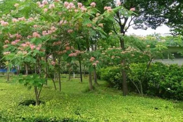 合欢树与芙蓉树的区别，二者没有区别