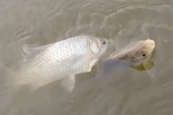 鲫鱼怎样繁殖，达到一定年龄会自然繁殖