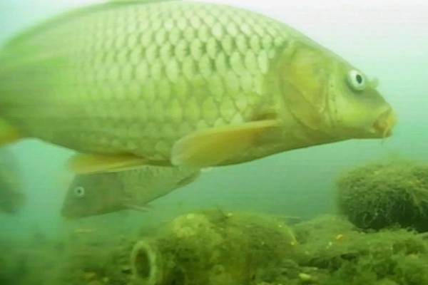 鲫鱼怎样繁殖，达到一定年龄会自然繁殖