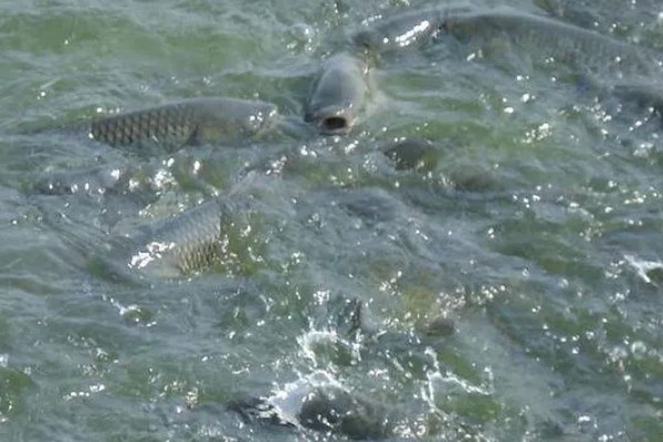 鲫鱼怎样繁殖，达到一定年龄会自然繁殖