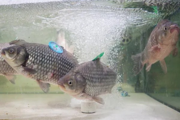 鲫鱼怎样繁殖，达到一定年龄会自然繁殖