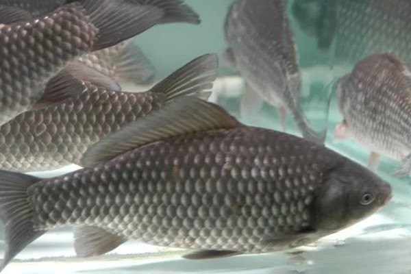 鲫鱼怎样繁殖，达到一定年龄会自然繁殖