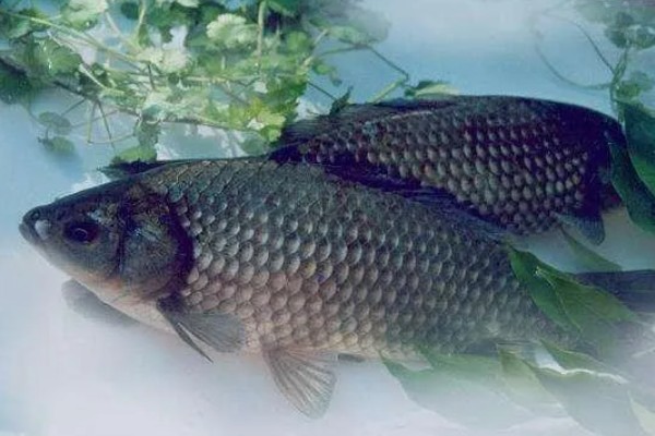 鲫鱼怎样繁殖，达到一定年龄会自然繁殖