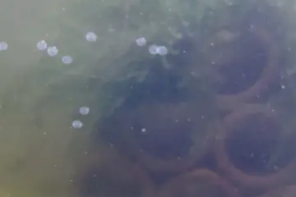 鲫鱼怎样繁殖，达到一定年龄会自然繁殖