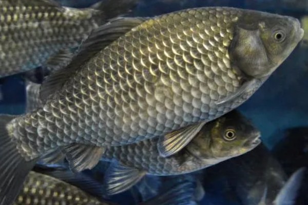 鲫鱼怎样繁殖，达到一定年龄会自然繁殖