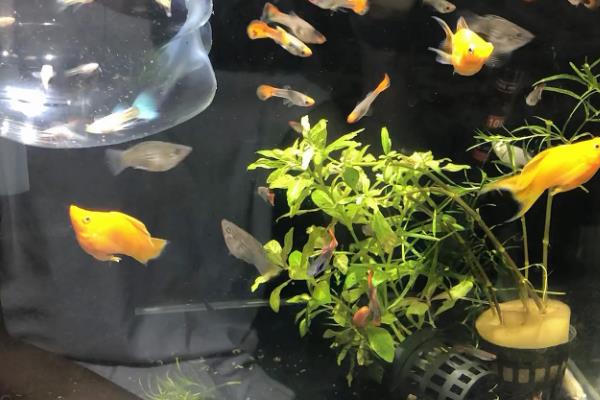 杂袍孔雀鱼怎么分公母,可通过体型和颜色来区分